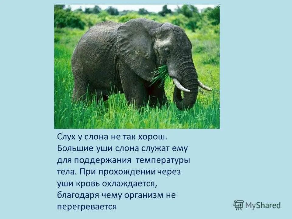 Загадка про слона. О слонах детям. Загадка про слоника. Слон для презентации.