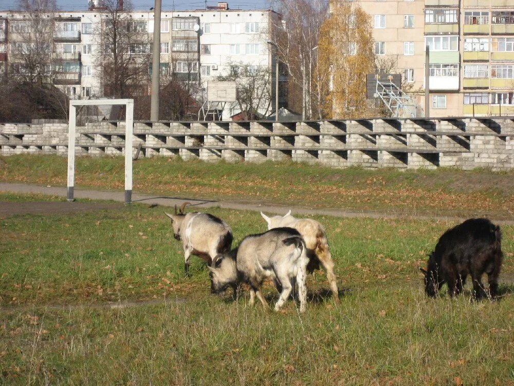 Бакинский унеча. Стадион электрон унеча. стадион локомотив унеча. фк локомотив унеча. старый стадион в городе унеча.