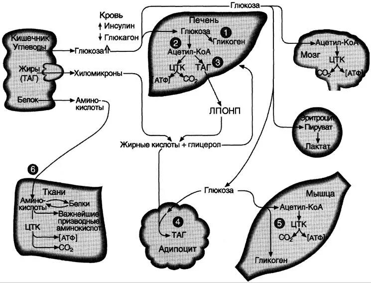 Синтез белков крови в печени. Схема действия инсулина на жировую ткань. Схема регуляции обмена гликогена инсулином. Инсулин регуляция Глюкозы. Схема метаболизма углеводов.