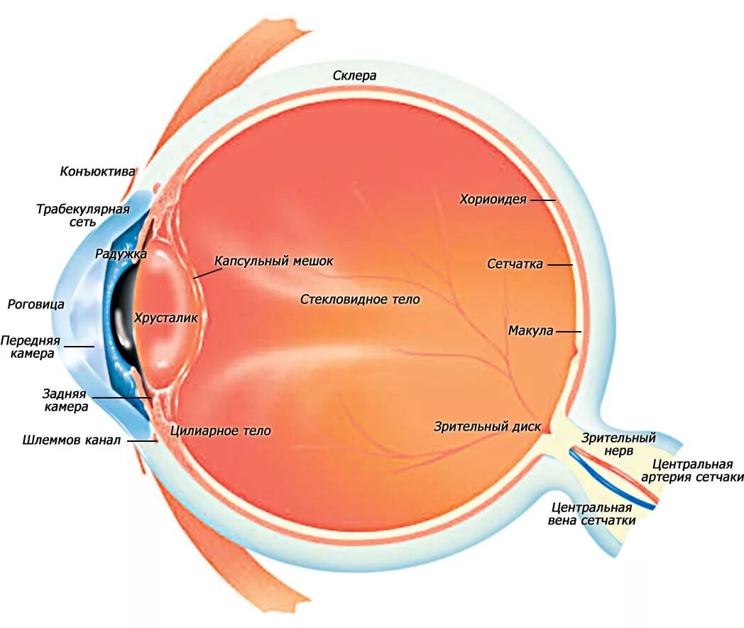 Отверстие в сосудистой оболочке. Склера сетчатка роговица. Строение глаза сетчатка роговица хрусталик. Анатомическое строение глаза. Анатомия стекловидного тела глазного яблока.