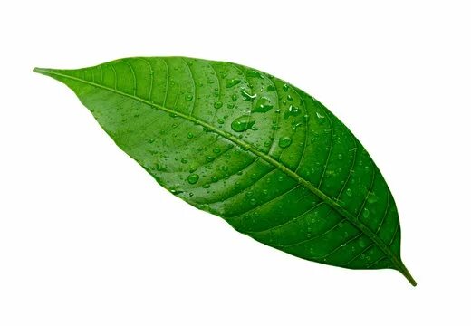 Как выглядят листья манго Gro Dit Eget Mango Træ Semillas, Plantas