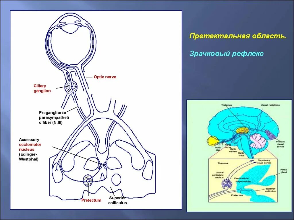 Мост рефлексы. Путь зрачкового рефлекса схема. Дуга зрачкового рефлекса. Зрачковый рефлекс схема физиология. Зрачковый рефлекс структура головного мозга.