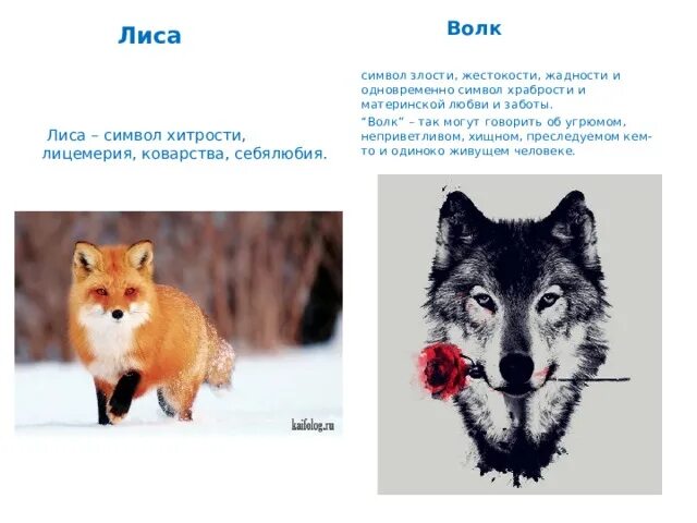Символ лисы. Чем отличается волк и лиса. Волк и лиса сравнение. Что символизирует лиса.