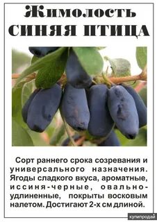 Опылители для жимолости
