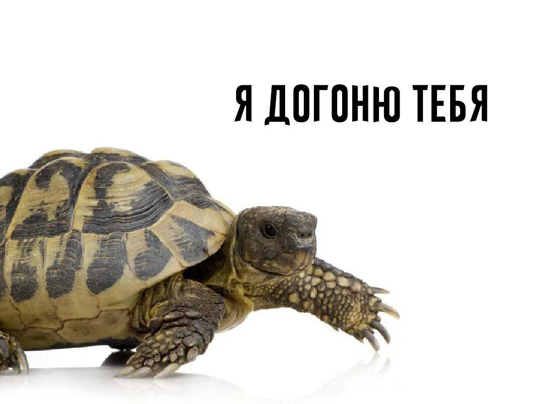 Включи догони