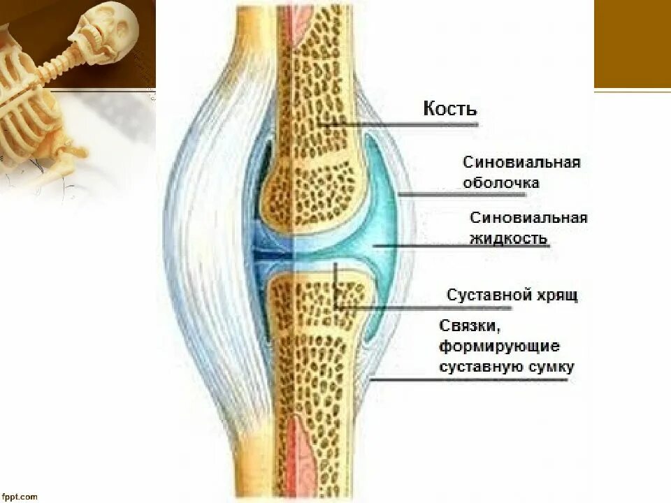 Содержит суставную жидкость. Синовиальные сумки коленного сустава анатомия. строение синовиальной оболочки сустава. суставные поверхности коленного сустава. суставная сумка коленного сустава жидкость.