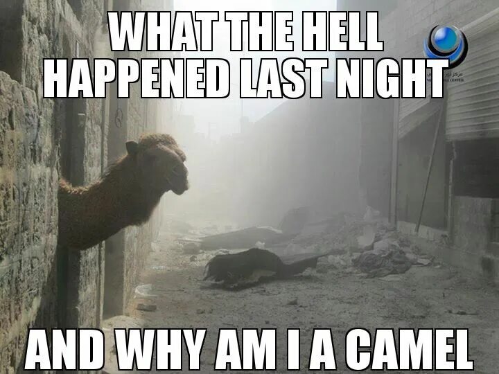 What the hell happened. Why the hell. camel мем. what the hell have i. what the hell is going on.