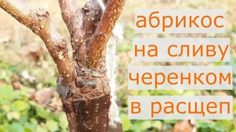 Можно ли привить абрикос