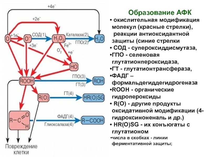 Пол липидов. Схема перекисного окисления липидов биохимия. Антиоксидантная защита схема биохимия. Антиоксидантная система организма схема. Перекисное окисление липидов схема.