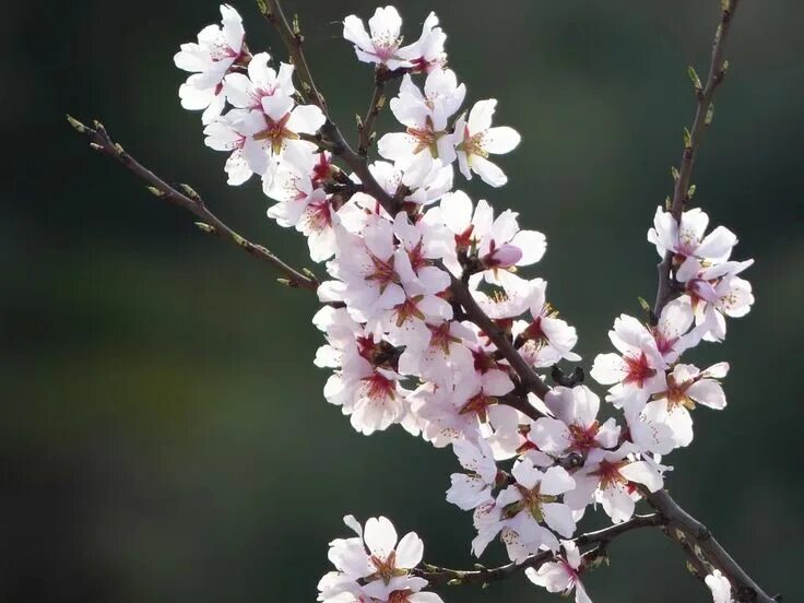 Almond flowers. Almond flowers. Ветка миндаля. Миндаль горький дерево. Almond flowers.