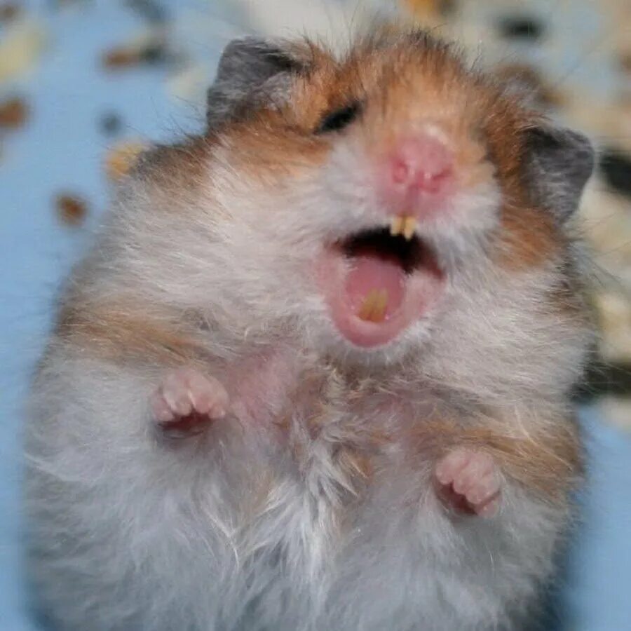 комьо зомяк. сирийский хомяк золотистый. хомяк щекастый. хомяки породы панда. комьо зомяк.