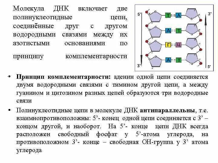 Водородный связи между аденином и тимином. Строение молекулы ДНК принцип комплементарности. Комплементарность цепей ДНК. Комплементарность двух цепей ДНК обусловлена:. Цепочка ДНК по принципу комплементарности.