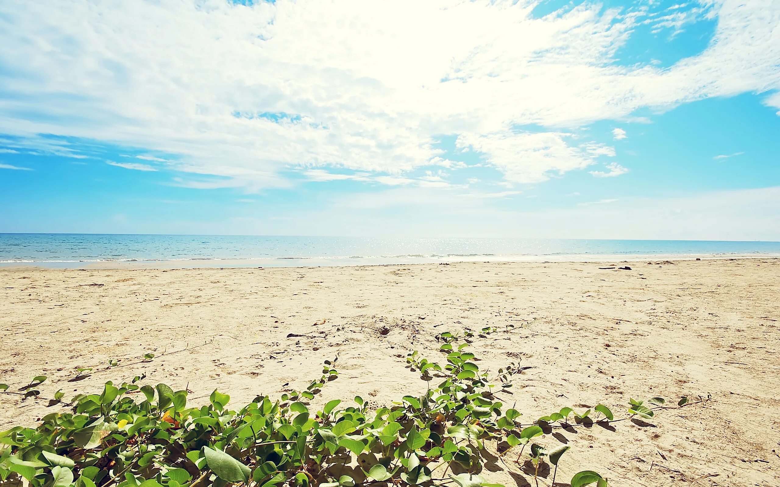 Sky beach. Берег моря. Море песок. Море песок зелень. Море зелень.