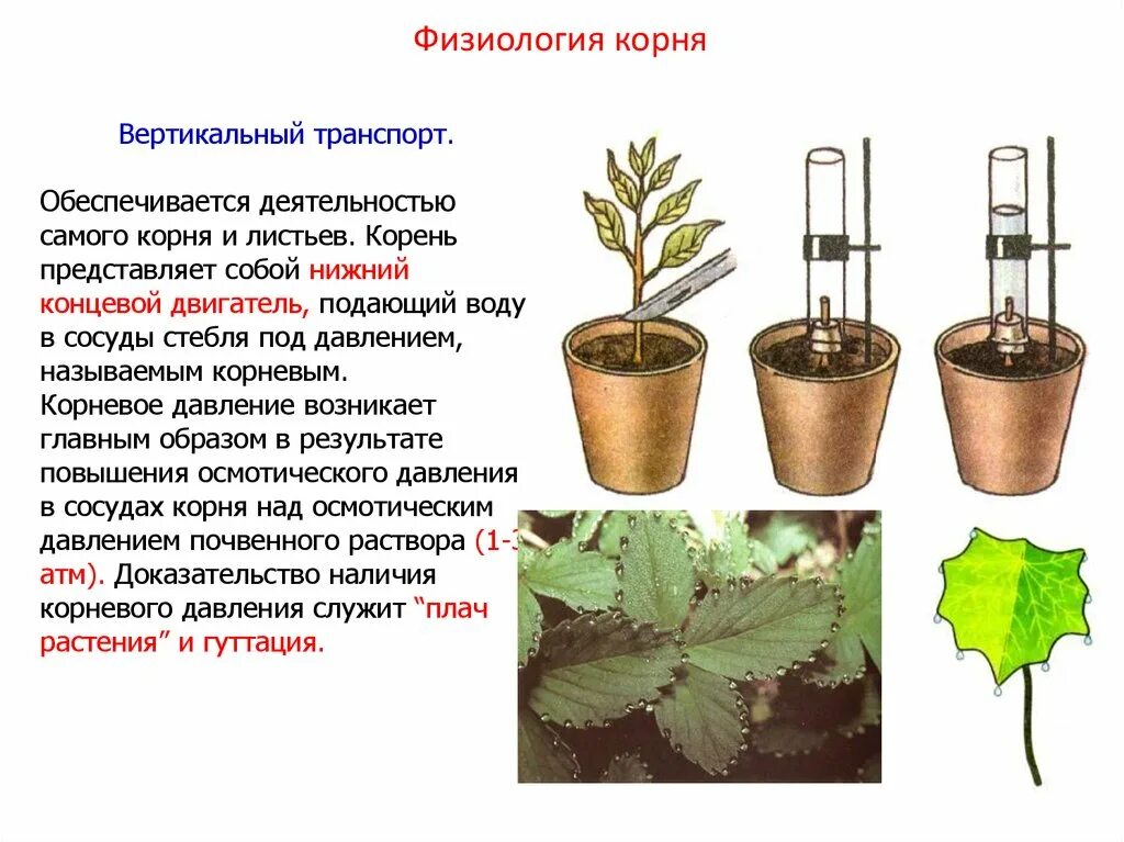 Транспорт воды по стеблю снизу вверх