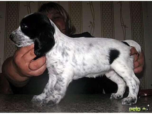 русский охотничий спаниель. русский охотничий спаниель размеры взрослой собаки. русский охотничий спаниель черный. русский охотничий спаниель. русский кокер спаниель черный.