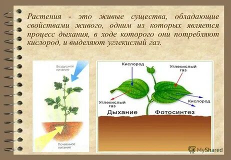 Жизнедеятельность растений кислород