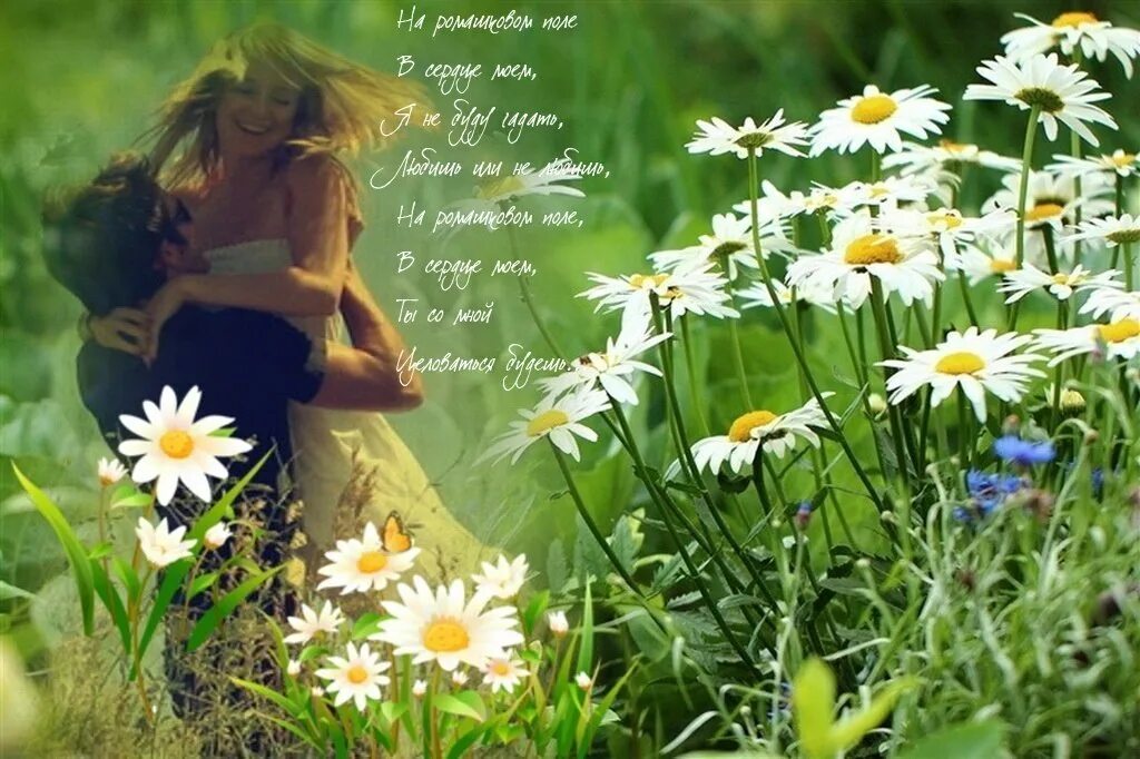 ромашки на ветру. средь ромашек ты меня нашел. девушка с ромашками. средь ромашек ты меня нашел. поле ромашек.
