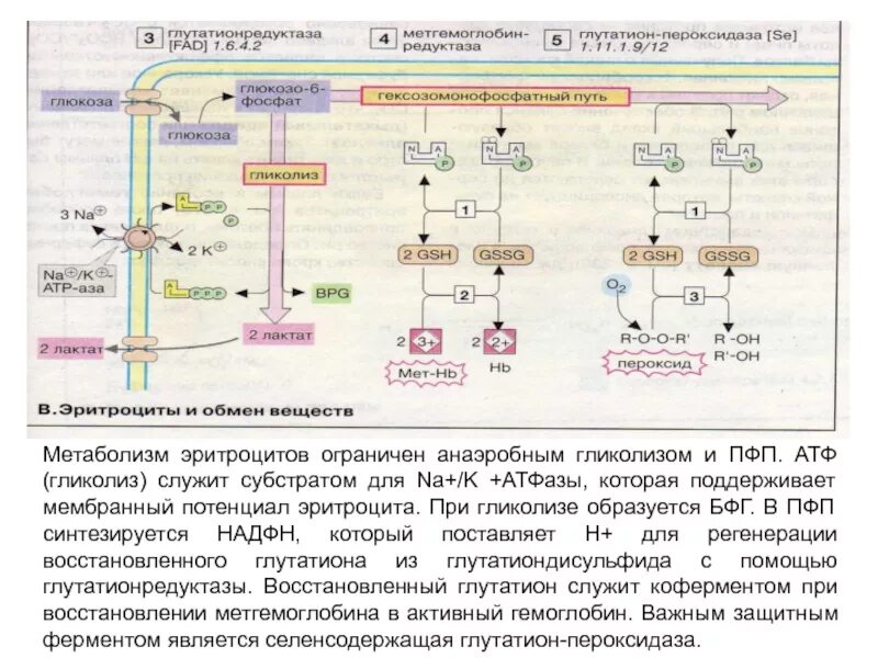 Анаэробный гликолиз в эритроцитах схема. Гликолиз в эритроцитах схема. Роль гликолиза в эритроцитах биохимия. Схему метаболических процессов, протекающих в эритроците. Содержит ферменты осуществляющие апоптоз