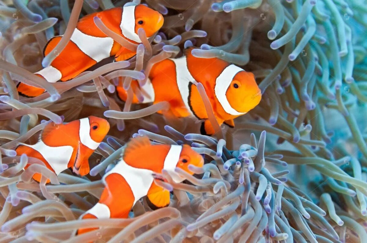 Друг рыбы клоуна. Амфиприон Немо. Оранжевый амфиприон. Рыбка-клоун. Рыба клоун и актиния.