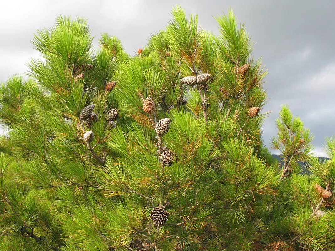 Сосна Пицундская шишки. Сосна Пицундская (Pinus brutia var. Pityusa). Сосна Pinus pityusa. Сосна Палласа Крымская.