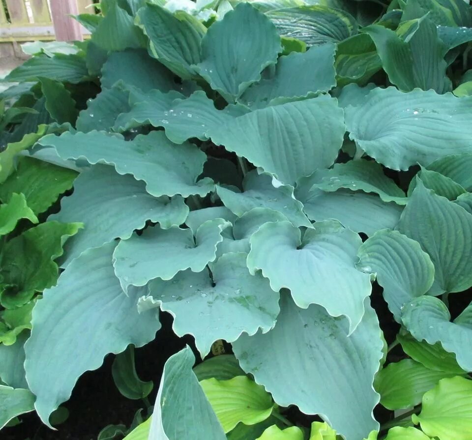 Хоста valley s. Хоста кловелли. valley s love buzz хоста. hosta &quot;valley&#039;s lemon squash&quot; хоста. хоста clovelly ( кловелли ).