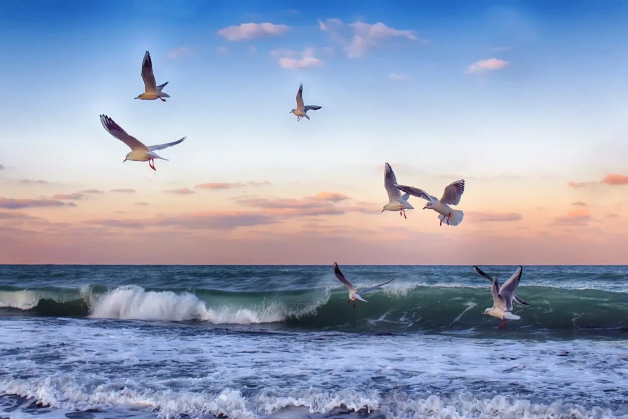 Волны и чайки над морем. Птицы над морем. Море, Чайки. Чайка на море. Чайки над морем.