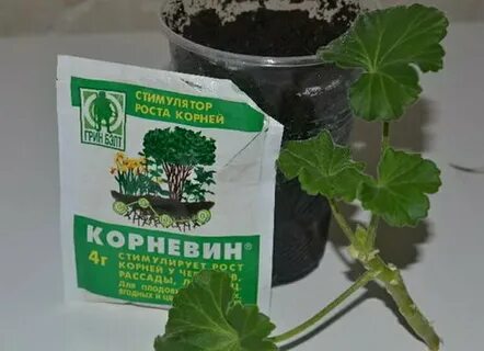 Сколько раз поливать корневином рассаду