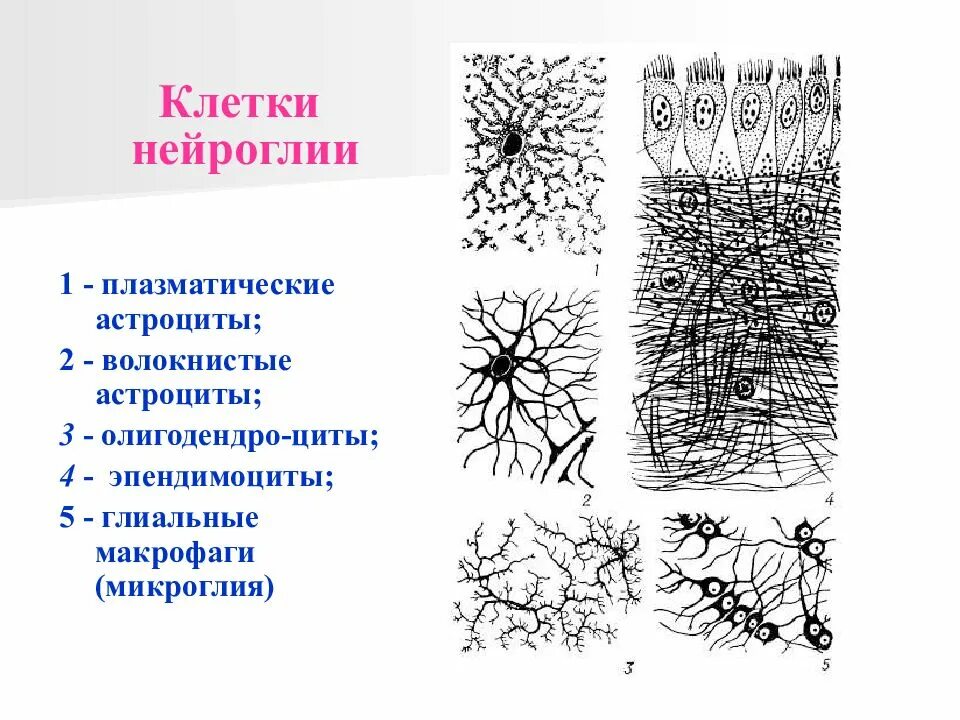 Клетки нейроглии строение. Строение глиальных клеток схема. Клетки нейроглии гистология. Типы клеток нейроглии на рисунке. Виды нейроглии