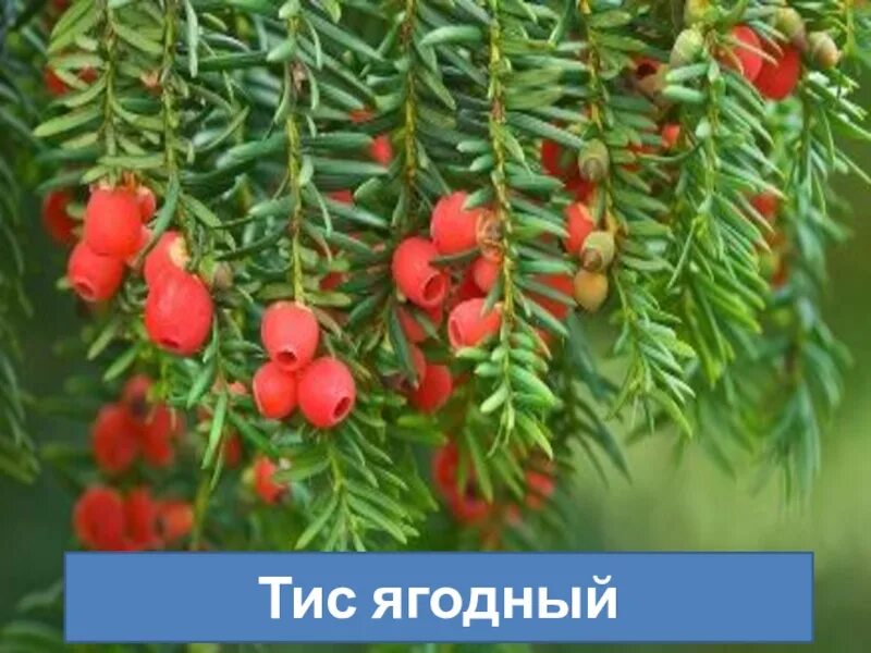 Тис ягодный низкорослые сорта. Тис ягодный taxus baccata. Ягоды тиса съедобные или нет. Тисс ягодный хессей. Тис ягодный низкорослые сорта.