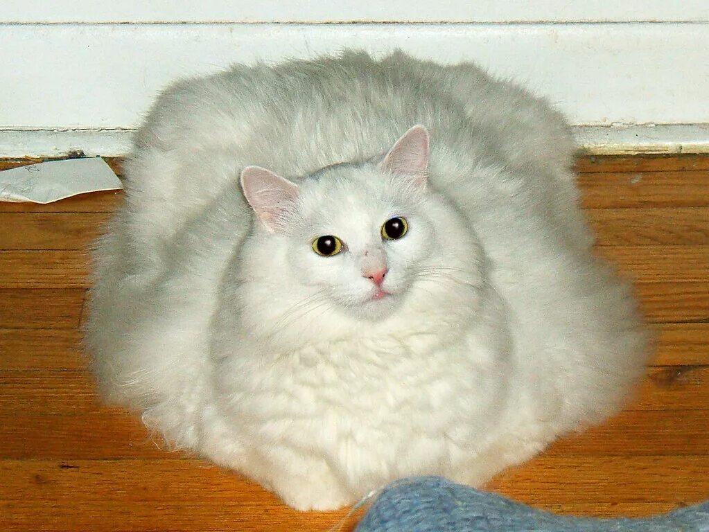 Толще белая. Жирный белый кот. Мемы с белым котом. Толстый белый кот смешной. Жирная белая кошка.
