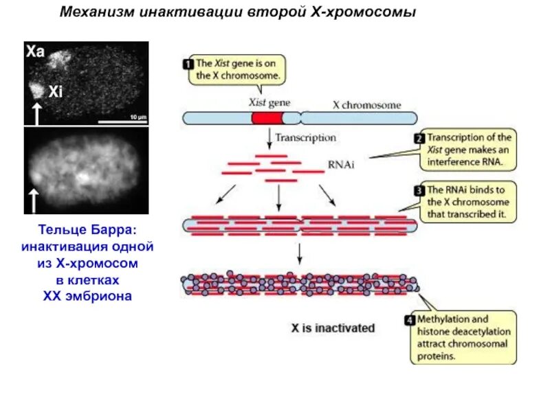 Вторая х хромосома. Механизм инактивации х хромосомы. Каковы молекулярные механизмы инактивации х-хромосомы. Тельце Барра инактивация хромосомы. Инактивированная х хромосома это.