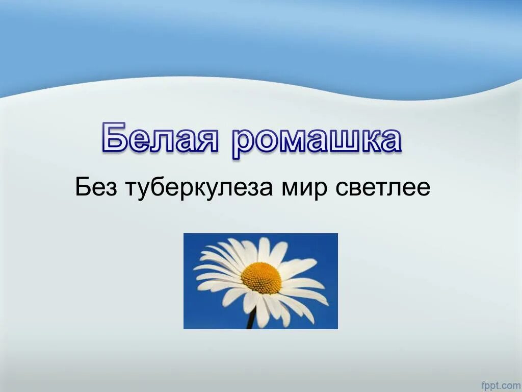 Ромашка символ туберкулеза. Белая Ромашка символ борьбы с туберкулезом. Ромашка символ борьбы с туберкулезом. День белой ромашки профилактика туберкулеза.