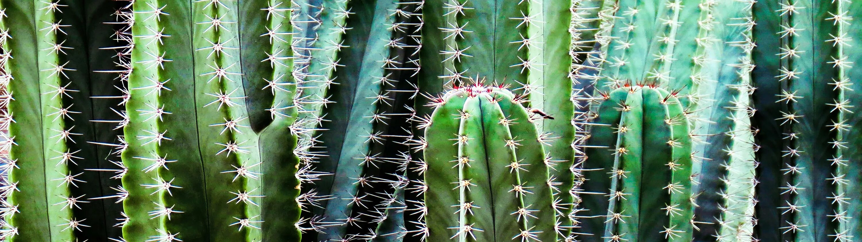 Cacti обзор