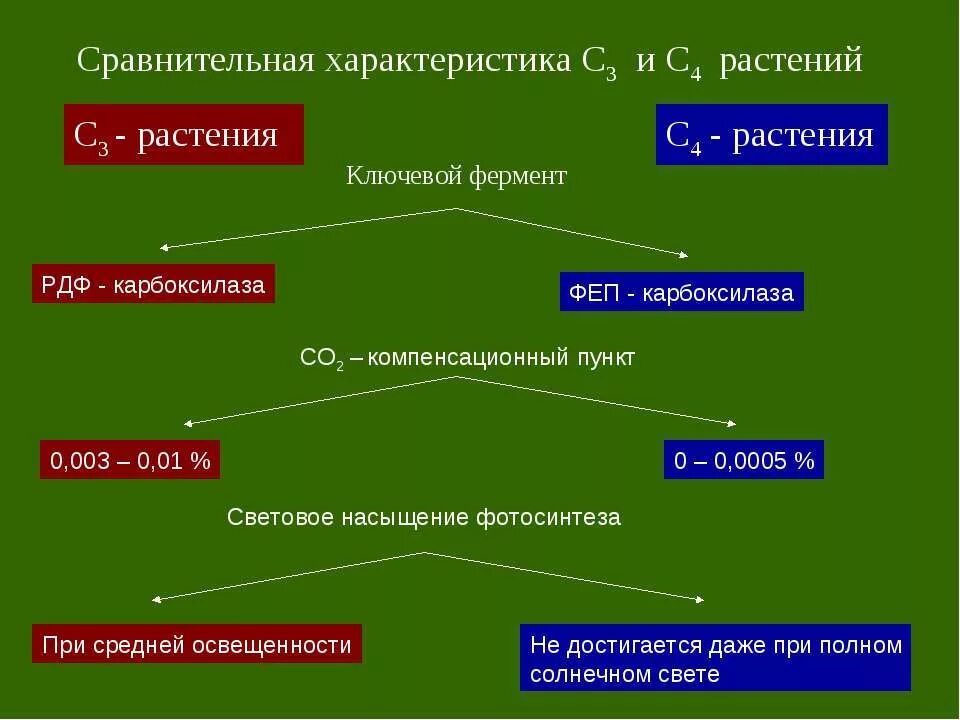 4 растения. Фотосинтез с4 и с3 отличия. с3 и с4 пути фотосинтеза сравнение. с4 путь фотосинтеза схема. с4 путь фотосинтеза растения.