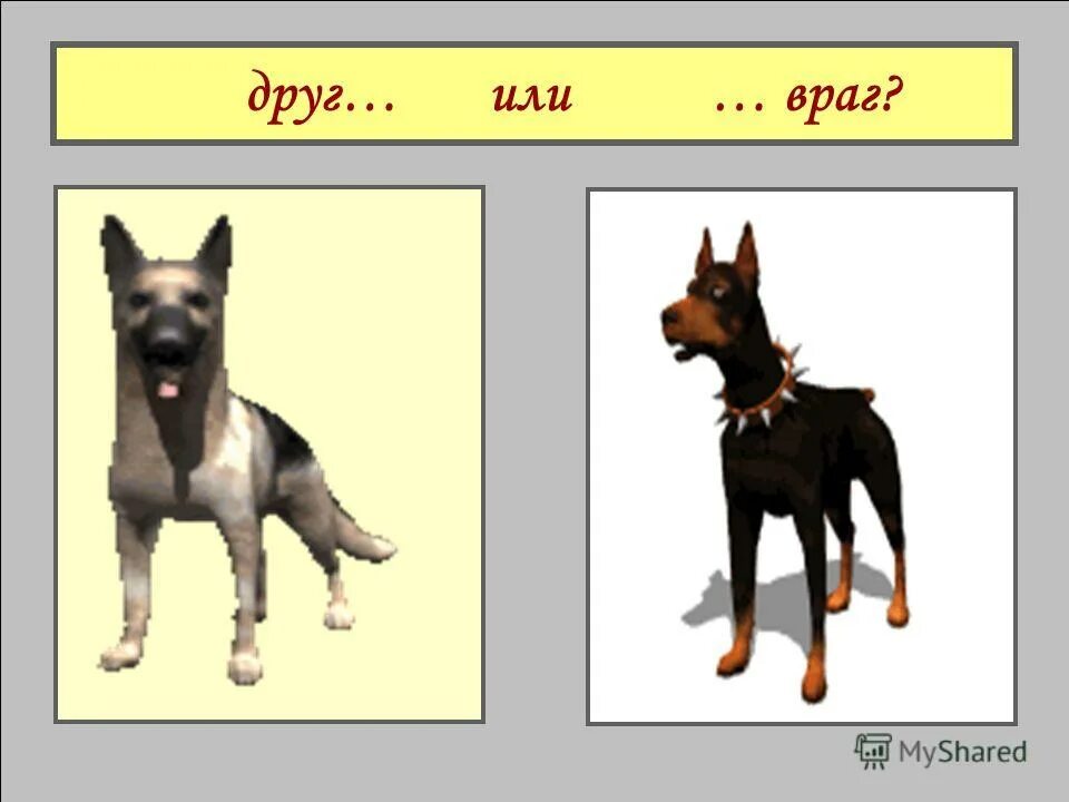 Собака друг человека. Надпись собака друг человека. Собака друг собака враг. Собаки враги. Буклет собака друг собака враг.