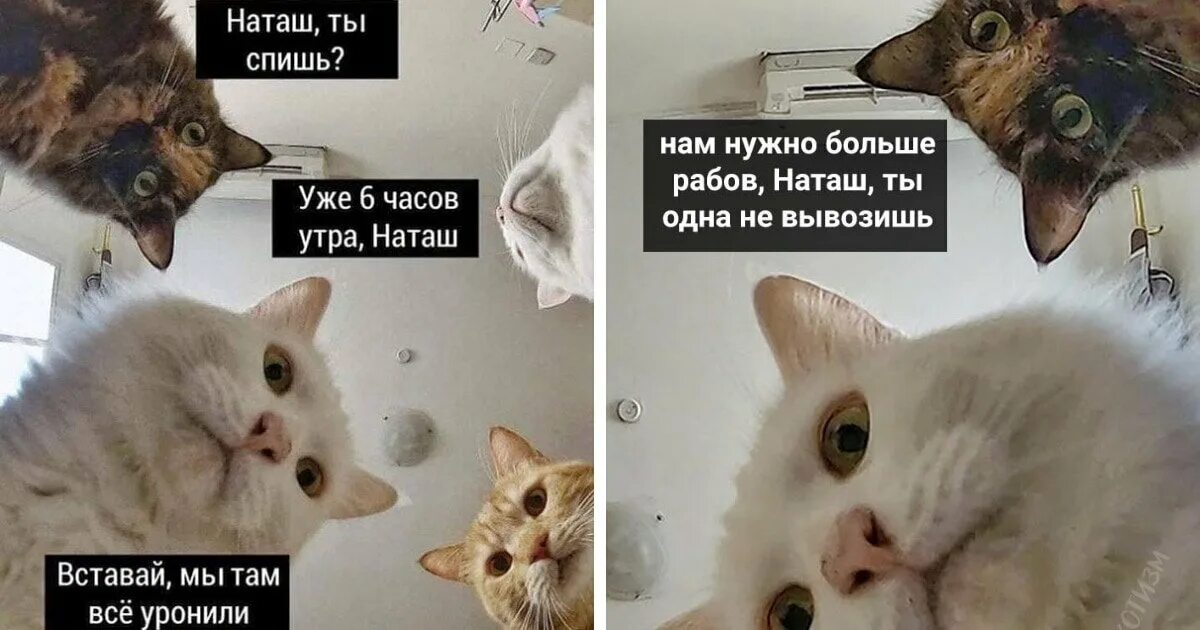 Песня надо много спать надо много. Наташа и котики мемы. Мемы с котиками. Кот Мем. Мемы с котами и Наташей.