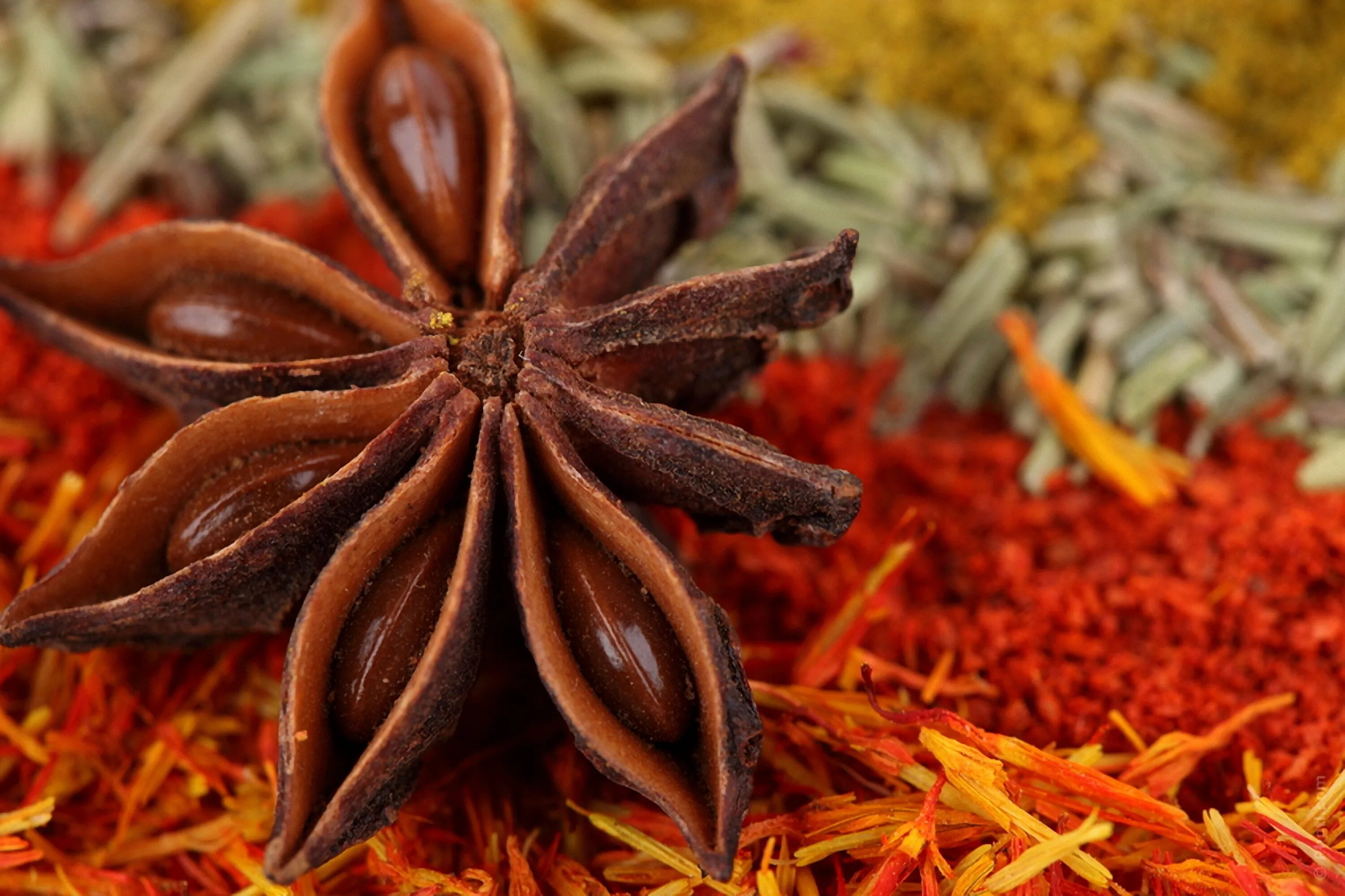 Бадьян звездчатый. Семена аниса бадьян. Анис обыкновенный специя. Бадьян специя гвоздика. Бадьян обыкновенный.
