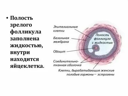 Антибиотик яйцеклетка