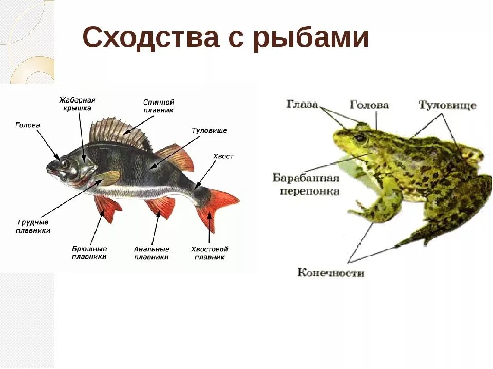 Различие лягушки и рыбы