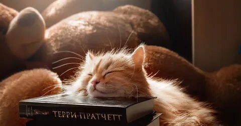 Книжки спят