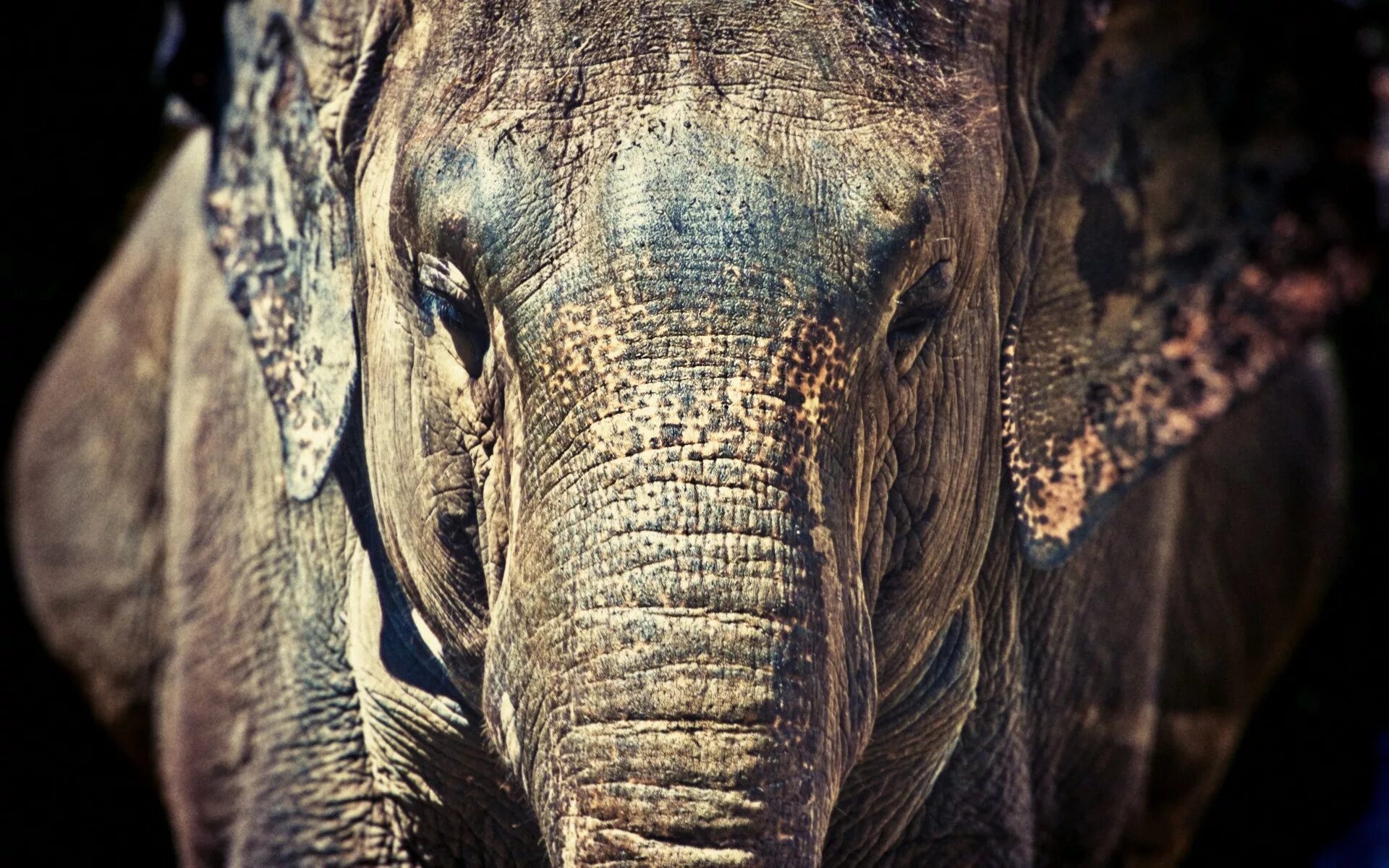 Обои слоники. Dumbo 2019. Изображение слона. Картинки на рабочий стол слоны. Пейзаж со слонами.