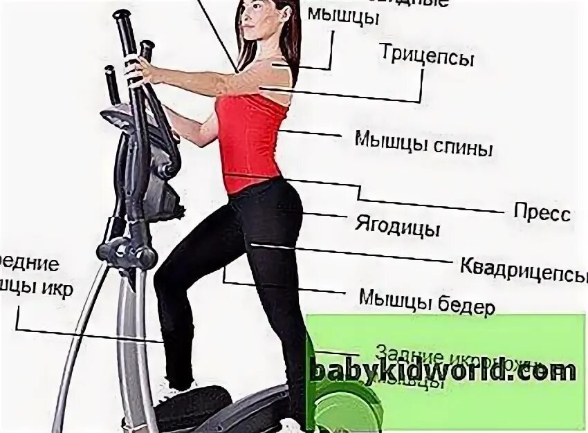 Тренажер лестница какие мышцы работают. Эллиптический тренажер группы мышц. Эллипсоид группы мышц. Эллипс мышцы. Тренажёр эллипс какие мышцы работают.