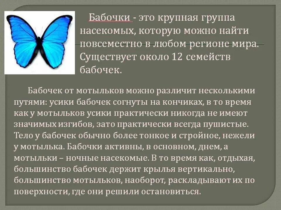 Рассказ о бабочках 2 класс. Сообщение о бабочке. Интересные факты о бабочках. Доклад про бабочку. Доклад интересное о бабочках.