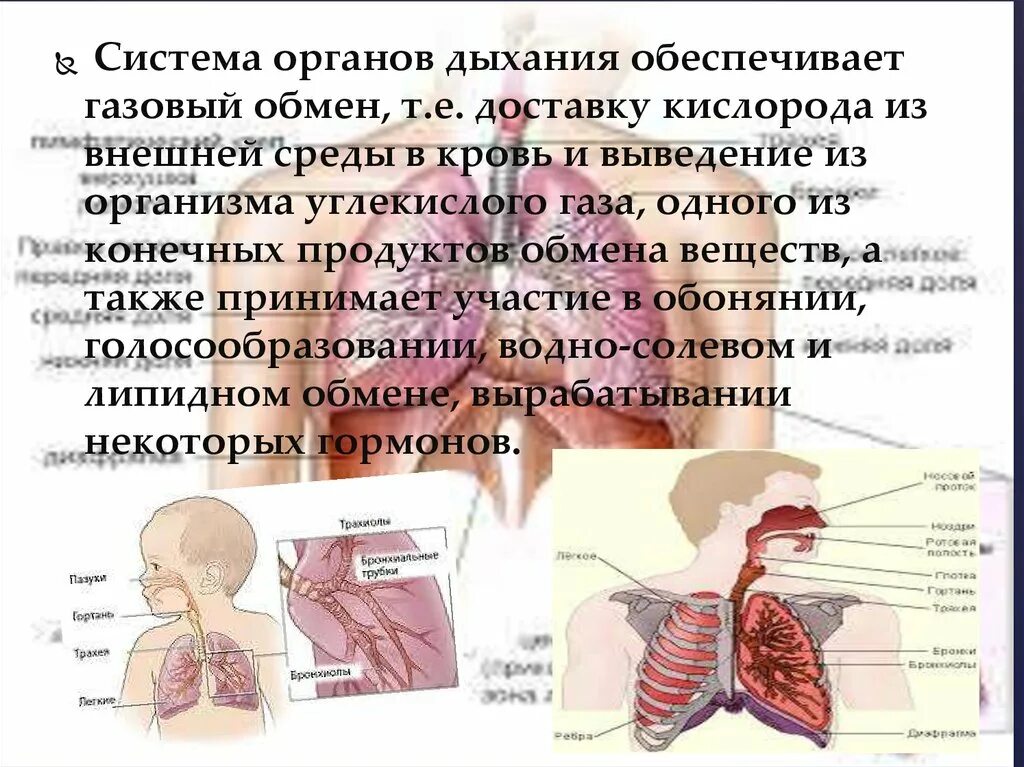 Установи какой орган обеспечивает. Дыхательная система обеспечивает организм. В организме человека вдох обеспечивается.. Функциональные системы обеспечивающие организм кислородом. Органы дыхания и как они функционируют.