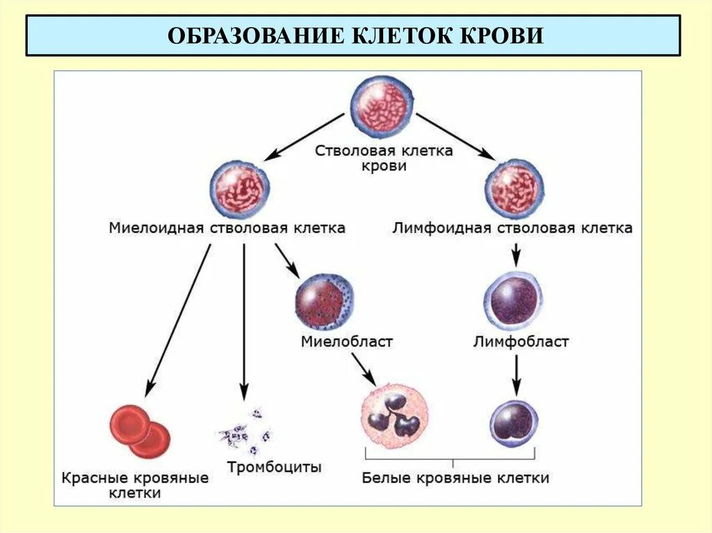 Схема образования форменных элементов крови. Стволовая клетка крови схема. Схема кроветворения стволовая клетка. Схема образования кровяных клеток.