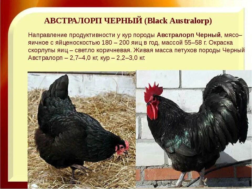 Доминанты содержания