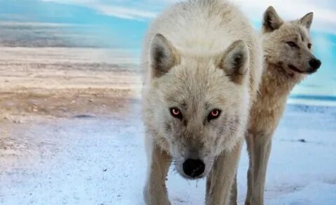 Wolf me