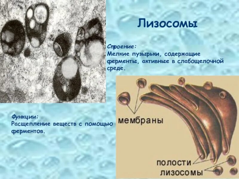 В каких клетках содержатся лизосомы. Лизосомы мелкие мембранные пузырьки. пищеварительная вакуоль это лизосома. мембрана лизосом функции.