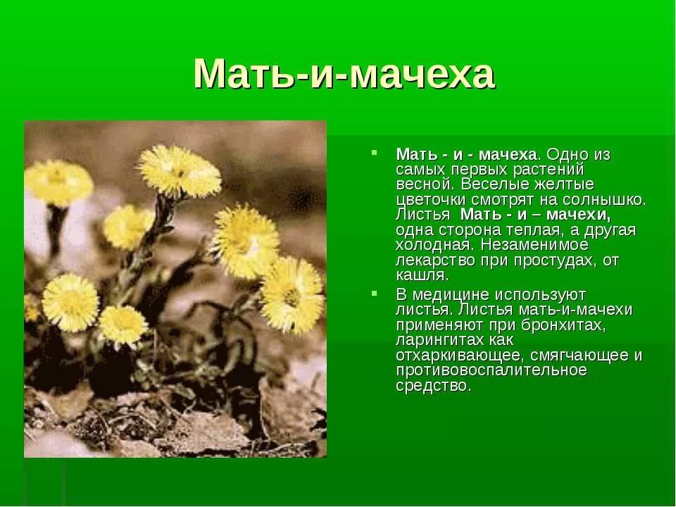 Растение для составления текста описания 3. Мать и мачеха растение рассказ. мать и мачеха растение доклад. мать и мачеха 3 класс. рассказ о цветке мать и мачеха.