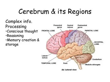 Cerebrum